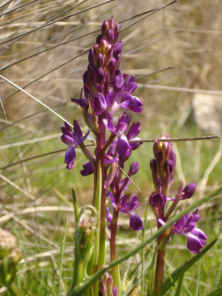 Orchis Laxiflora