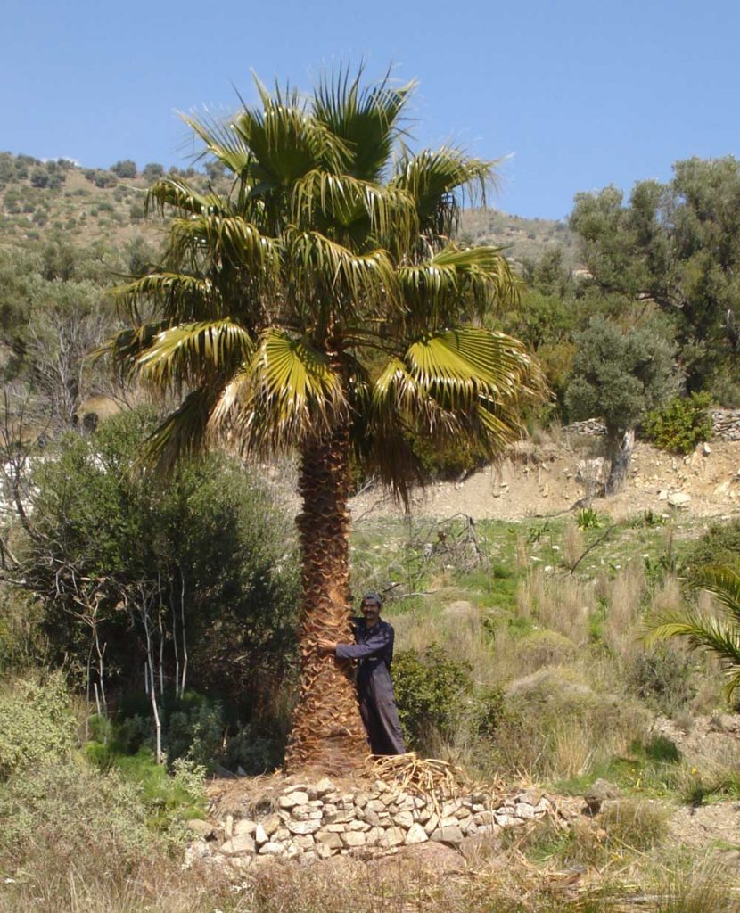 Protecting The Palms