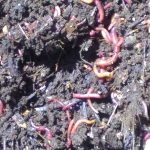 Biocrete Compost Population